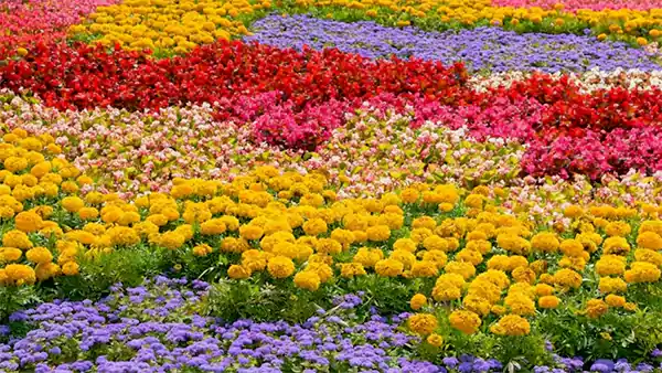Flowers for all occasions