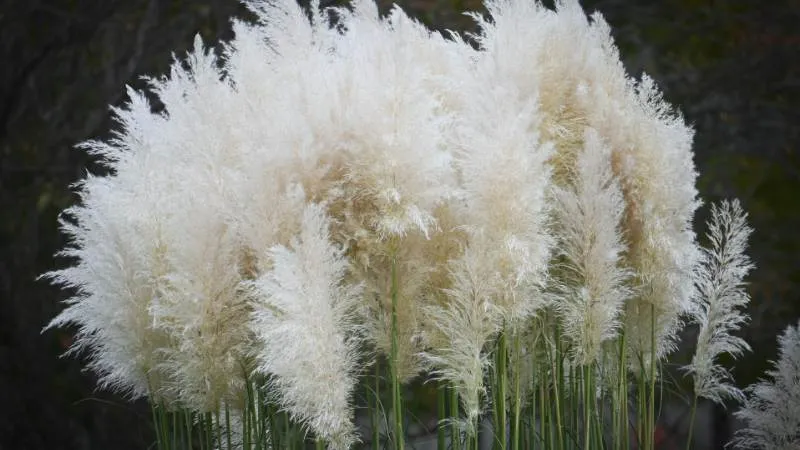 Cluster of fluffy white pampas grass plumes against a dark background