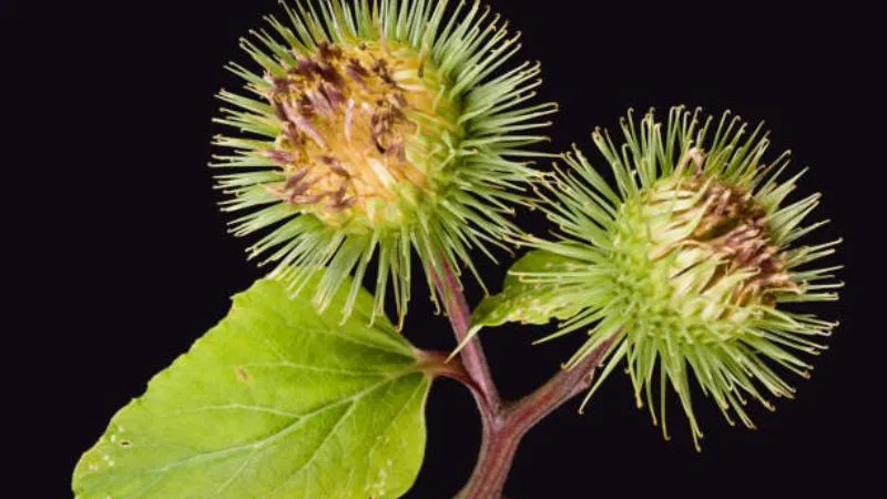 Broad Leaves Burdock flower paired with green foliage.