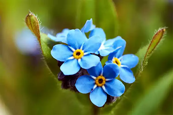 Forget Me Not