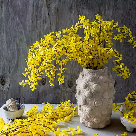 Forsythia