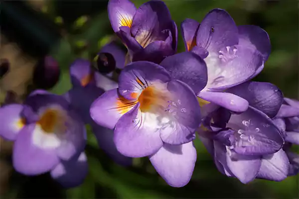 Freesia