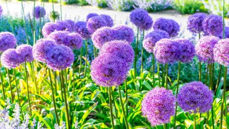 Fresh blooming Allium flower globe close-up.
