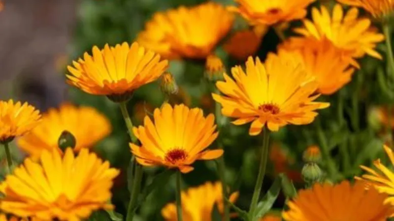Bright Orange Calendula flower with buds during flowering season.