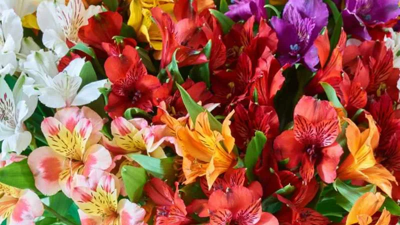 Fresh cut Alstroemeria flowers on tall green stems.