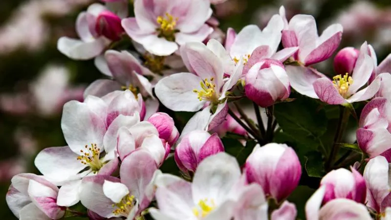 Fresh green Apple Blossom flower surrounded by healthy leaves.