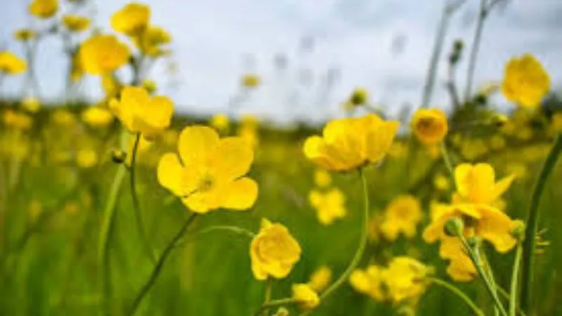 Fresh Foliage Buttercup flower paired with green leaves.