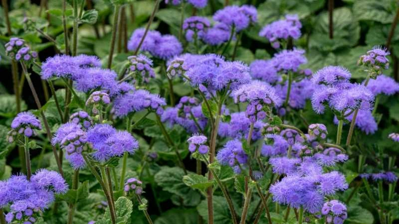 Fresh group ageratum flowers purple blooming in lush garden with green foliage
