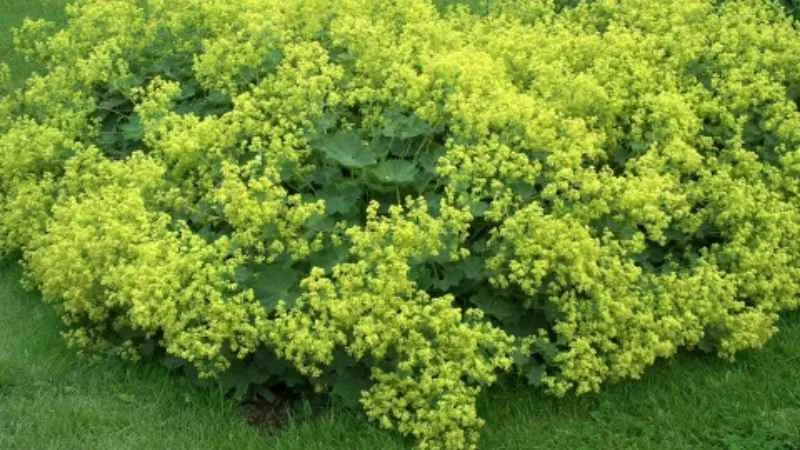Bright soft alchemilla mollis flowers and leaves with dew drops in garden