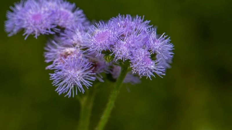 Beautiful garden ageratum flowers full bloom fluffy clusters