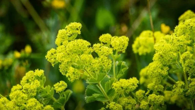 Alchemilla mollis flowers above rounded leaves