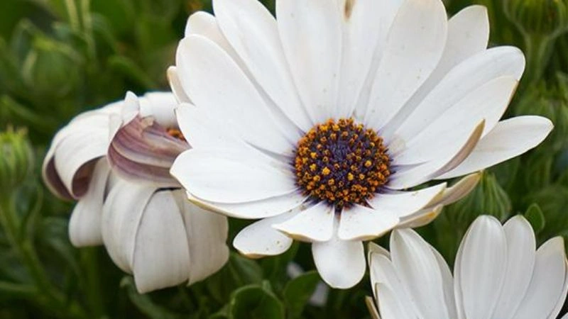 White Osteospermum African Daisy flower with a dark center in close-up.