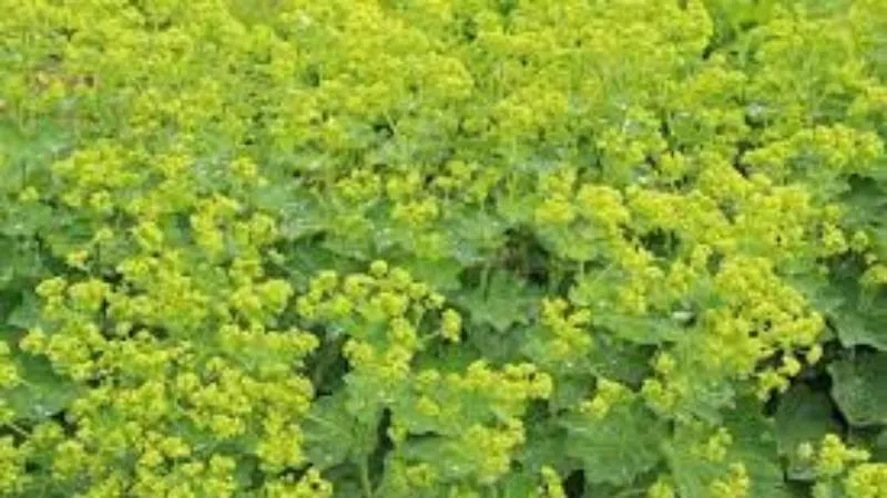 Alchemilla mollis covered with flowering stems