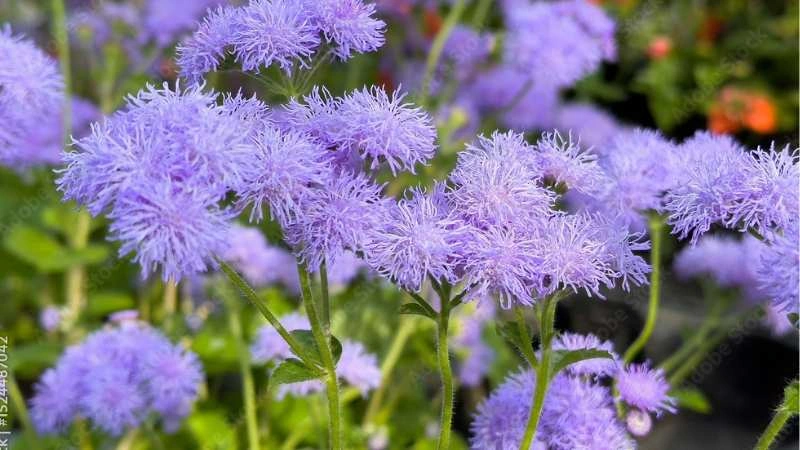 Elegant garden ageratum flowers feathery blooms tall stems view