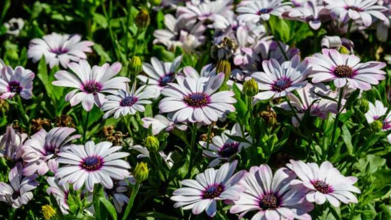 Blooming White African Daisy flowers in a dense garden planting.