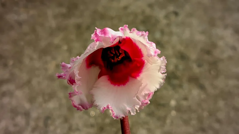 Close-up of a ruffled red and white Cyclamen flower with dark stamens at the center.