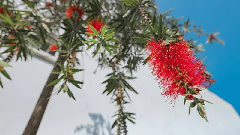Flowering Branch Bottle Brush flower blooming with vibrant spikes.