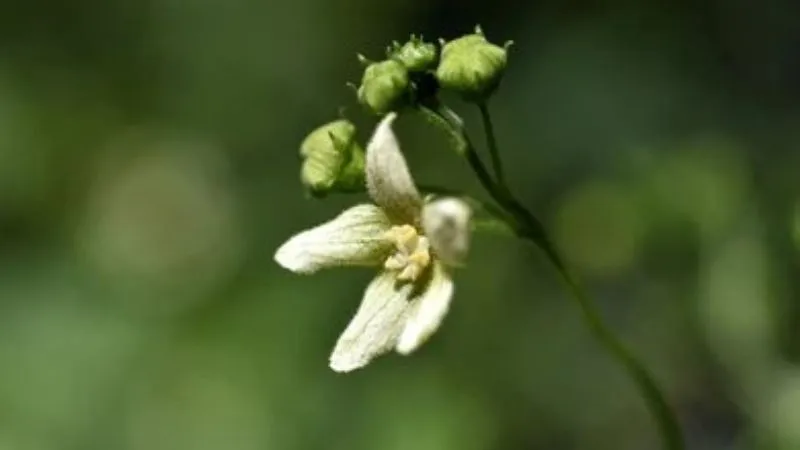 Trailing Stems Bryony flower blooming along climbing growth.