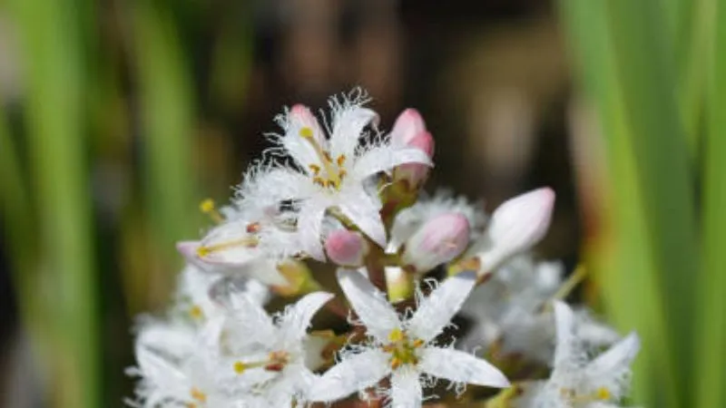 Wetland Foliage Buckbean flower blooming above aquatic leaves.