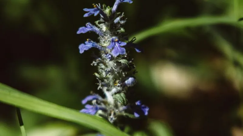 Upright Spike Bugleweed flower blooming on strong stems.