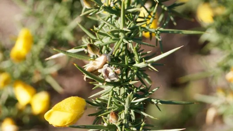 Thorny Stem Prickly Broom flower blooming on spiny branches.