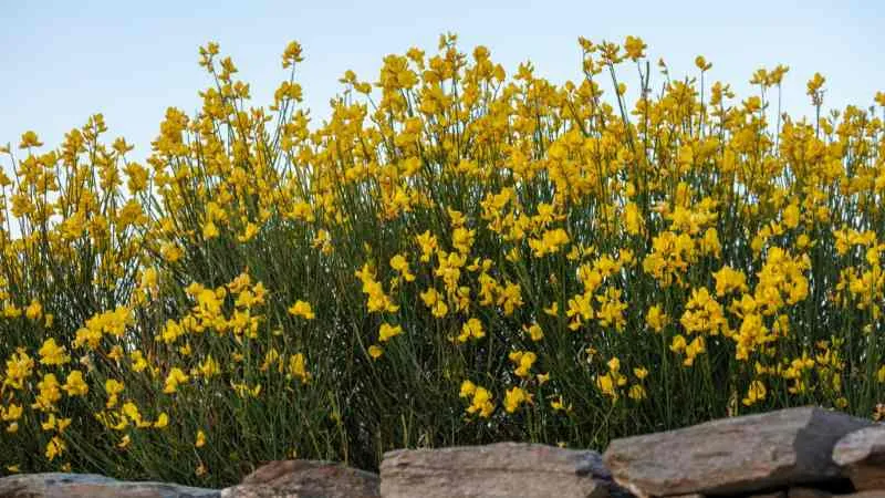 Slender Stem Spanish Broom flower blooming beautifully.