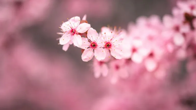 Full branch covered with vivid pink Cherry Blossom flower blooms.