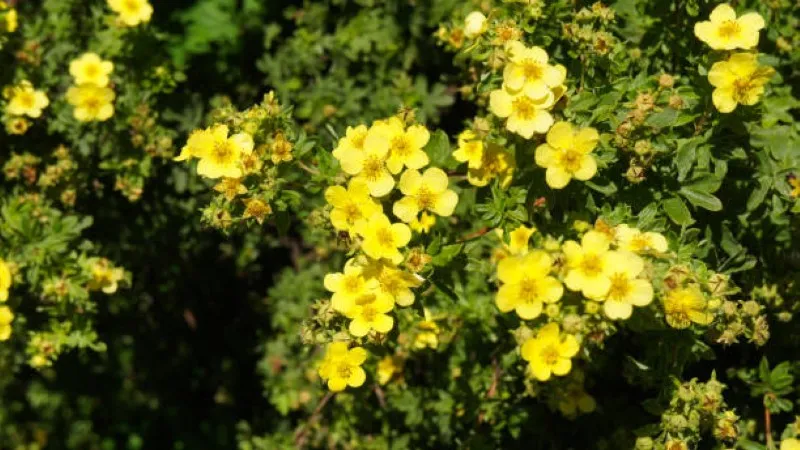 Full Cinquefoil flower shrub covered with yellow blooms against a dark background.