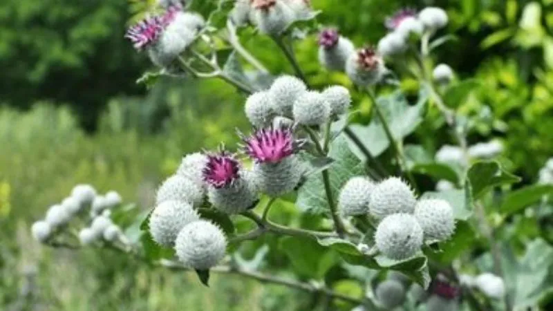 Full Growth Burdock flower stems reaching maturity.