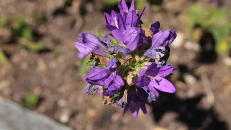 Spherical purple campanula flower cluster on a hairy green stem