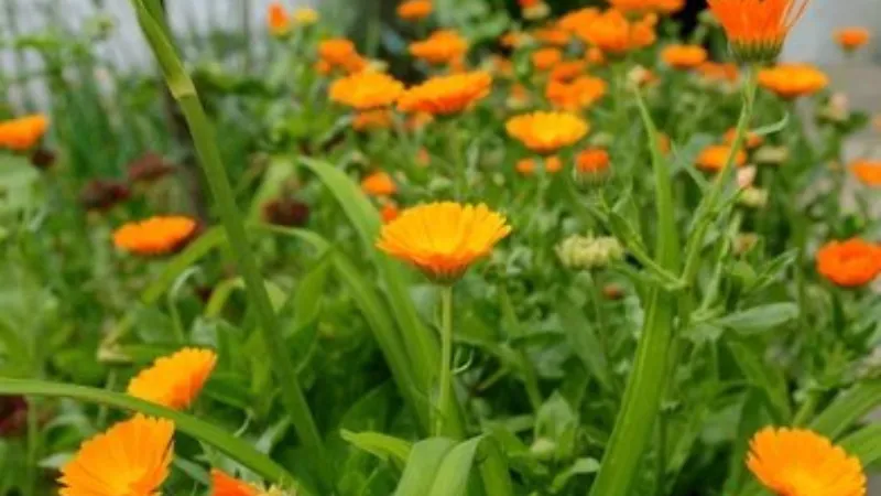 Green Foliage Calendula flower field creating a colorful display.