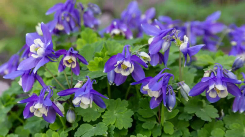 Pale blue and white Columbine flower blooms growing among rocks in a high alpine landscape.