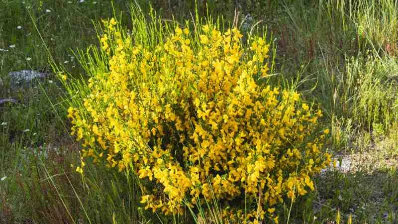 Garden Setting Spanish Broom flower growing naturally.