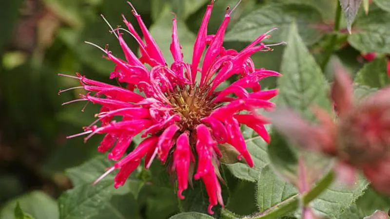 Leafy growth Bee Balm flower growing among green foliage.