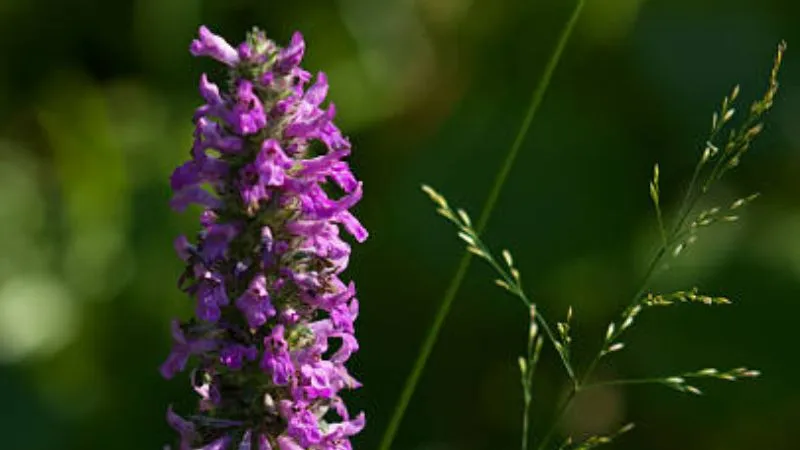 Landscaped garden Betony flower growing in a decorative setting.