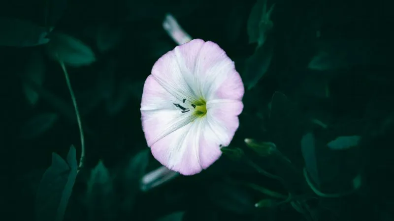 Garden setting Bindweed flower blooming naturally outdoors.
