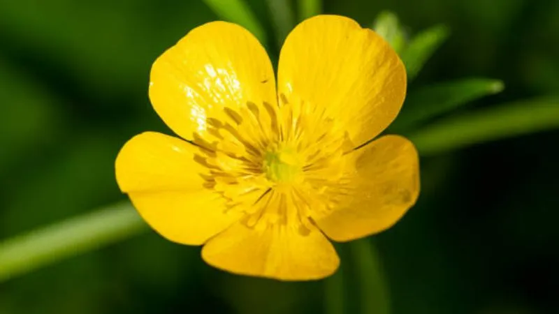 Garden Landscape Buttercup flower adding beauty to outdoor spaces.