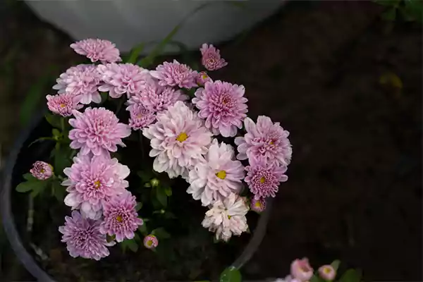 Garden mums