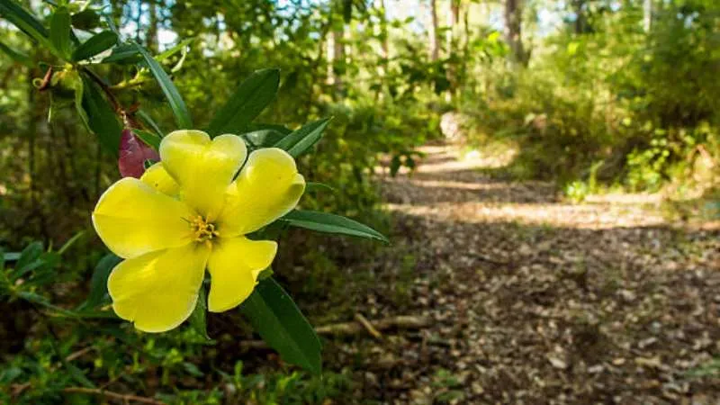 Garden Path Buttercup flower growing beside outdoor walkways.