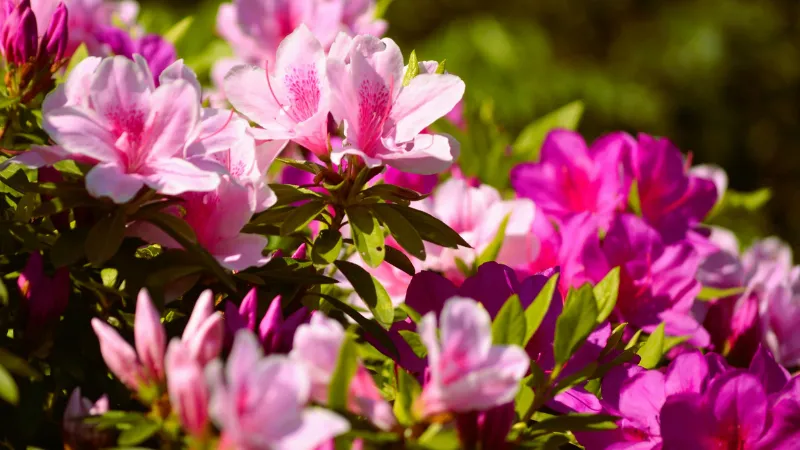 Natural garden Azalea flower growing in a landscaped setting.