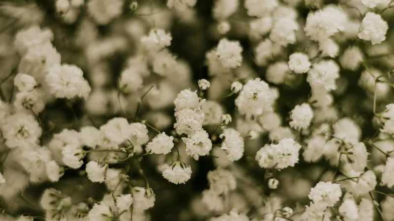Garden bed Baby's Breath flower growing with airy white blooms.