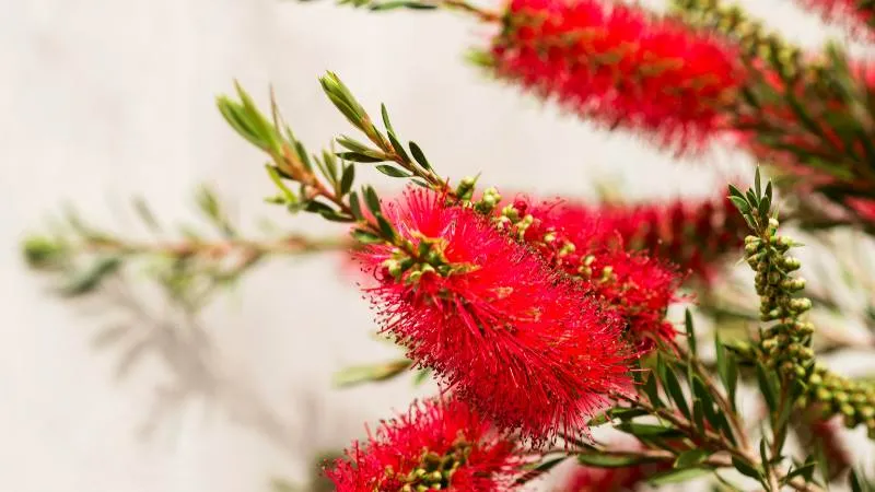 Garden Setting Bottle Brush flower growing beautifully.