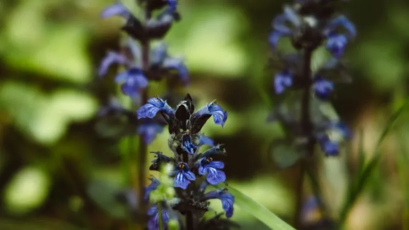 Garden Bed Bugleweed flower growing among green foliage.