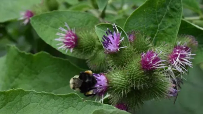 Garden Bed Burdock flower bloom growing naturally.