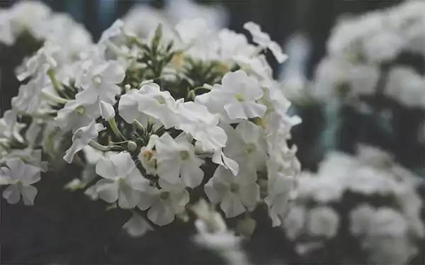 Garden Phlox