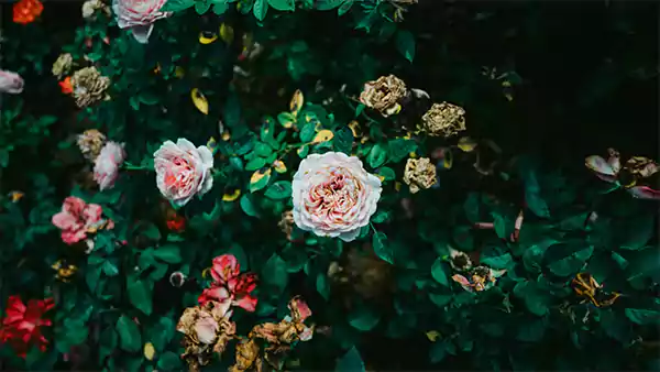 Garden roses
