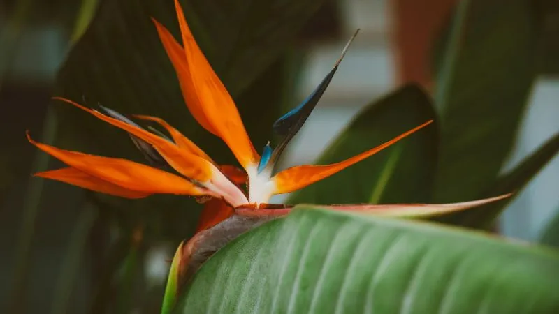 Garden setting Bird of Paradise flower growing beautifully.