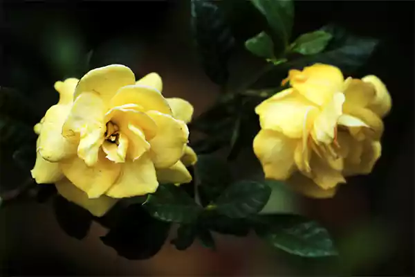 Gardenia