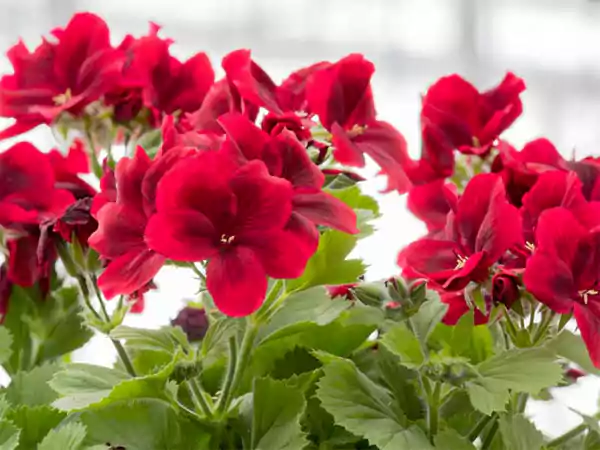 Geranium