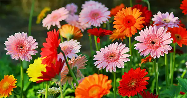 Gerbera Daisy